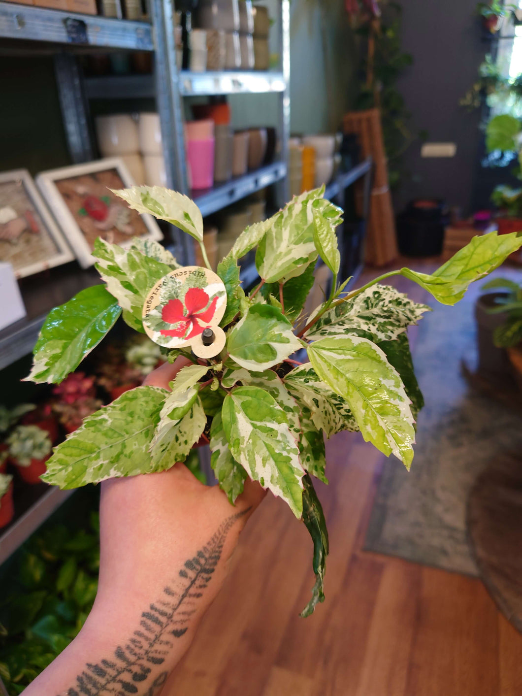 Hibiscus Rosa-sinensis variegated Ø6cm 15cm