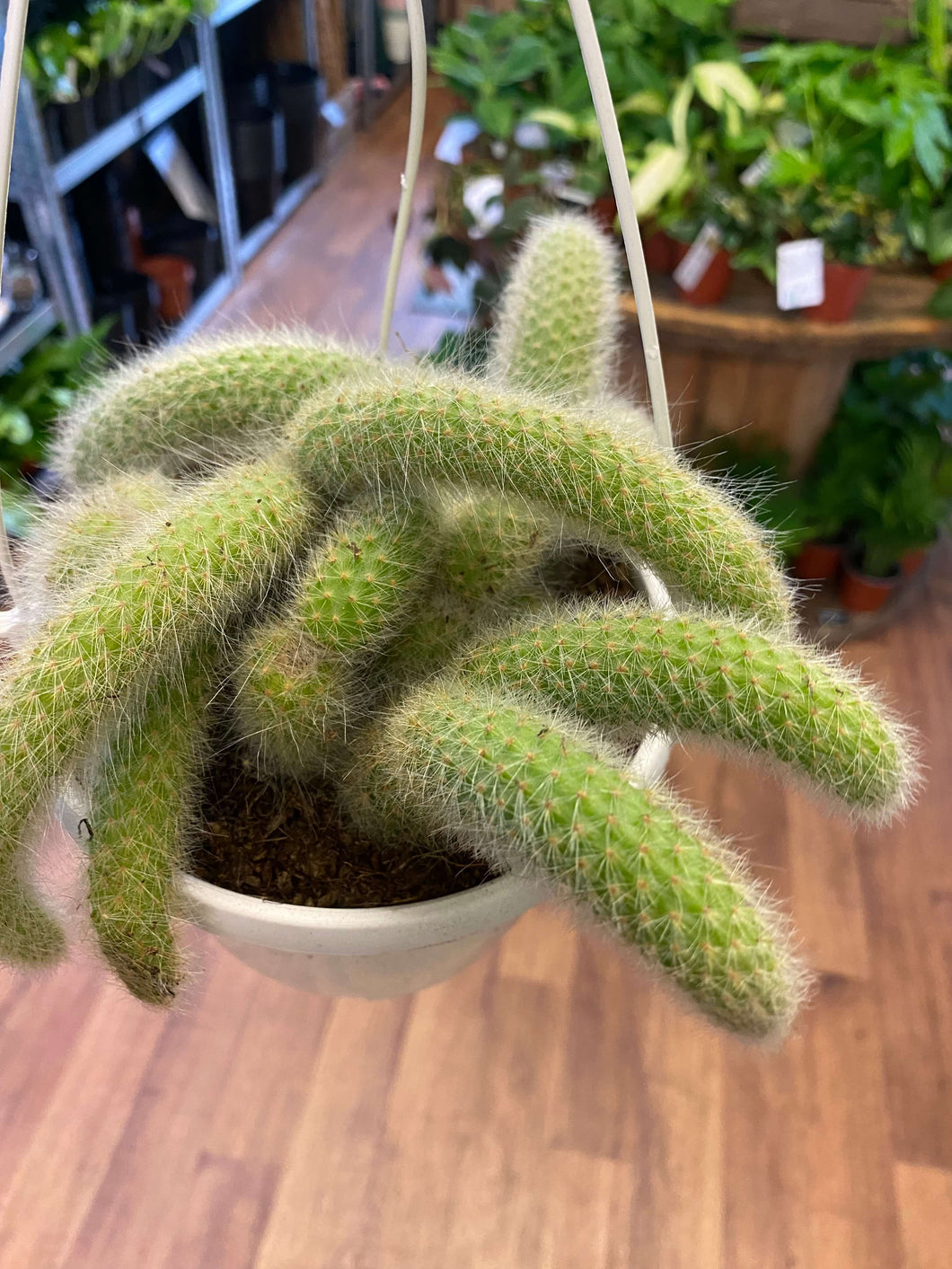 Hildewintera colademononis - Monkey Tail Cactus Ø15cm 30cm