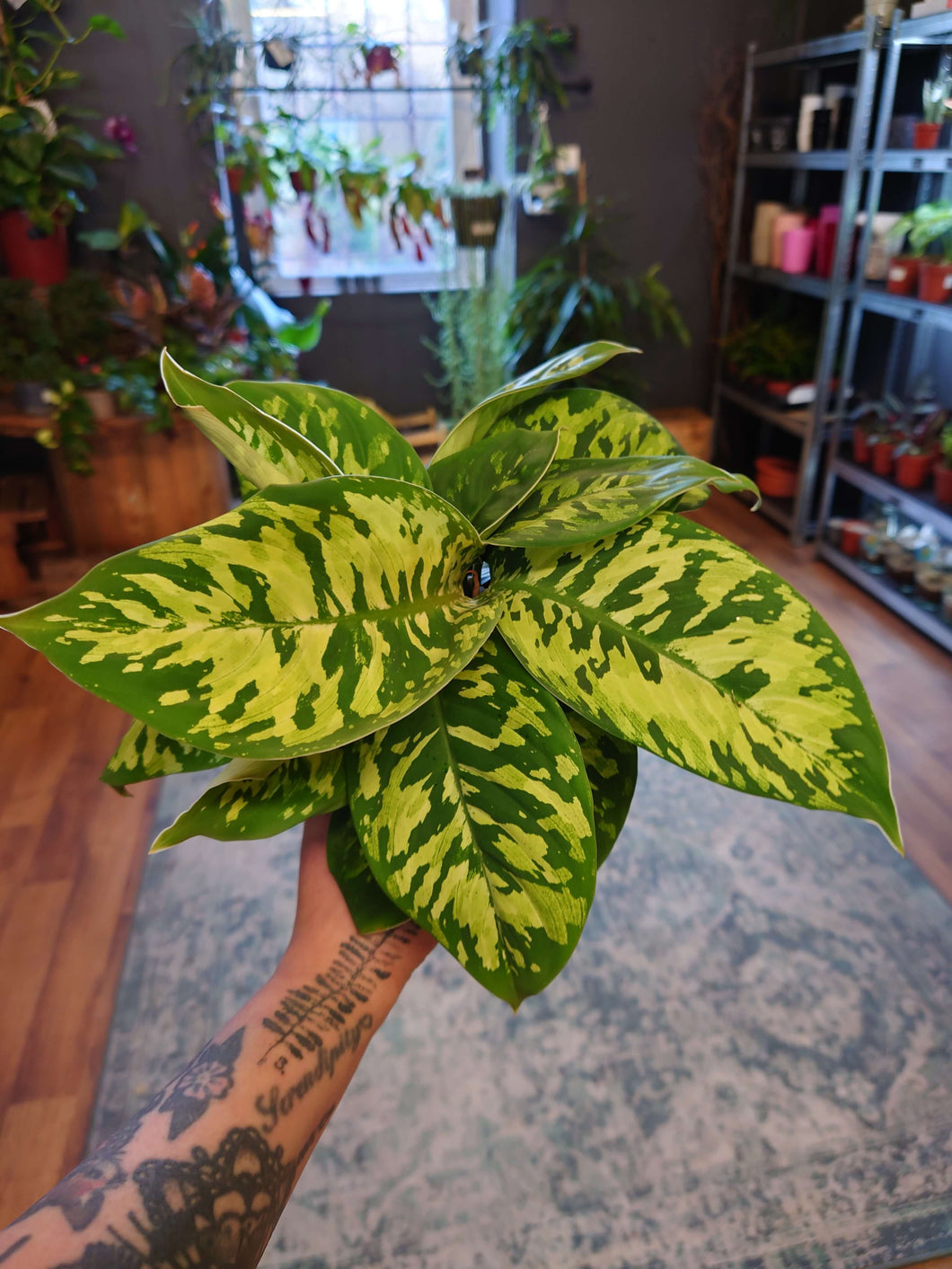 Homalomena wallisii (syn. Adelonema) ‘Camouflage’ Ø12cm 20cm