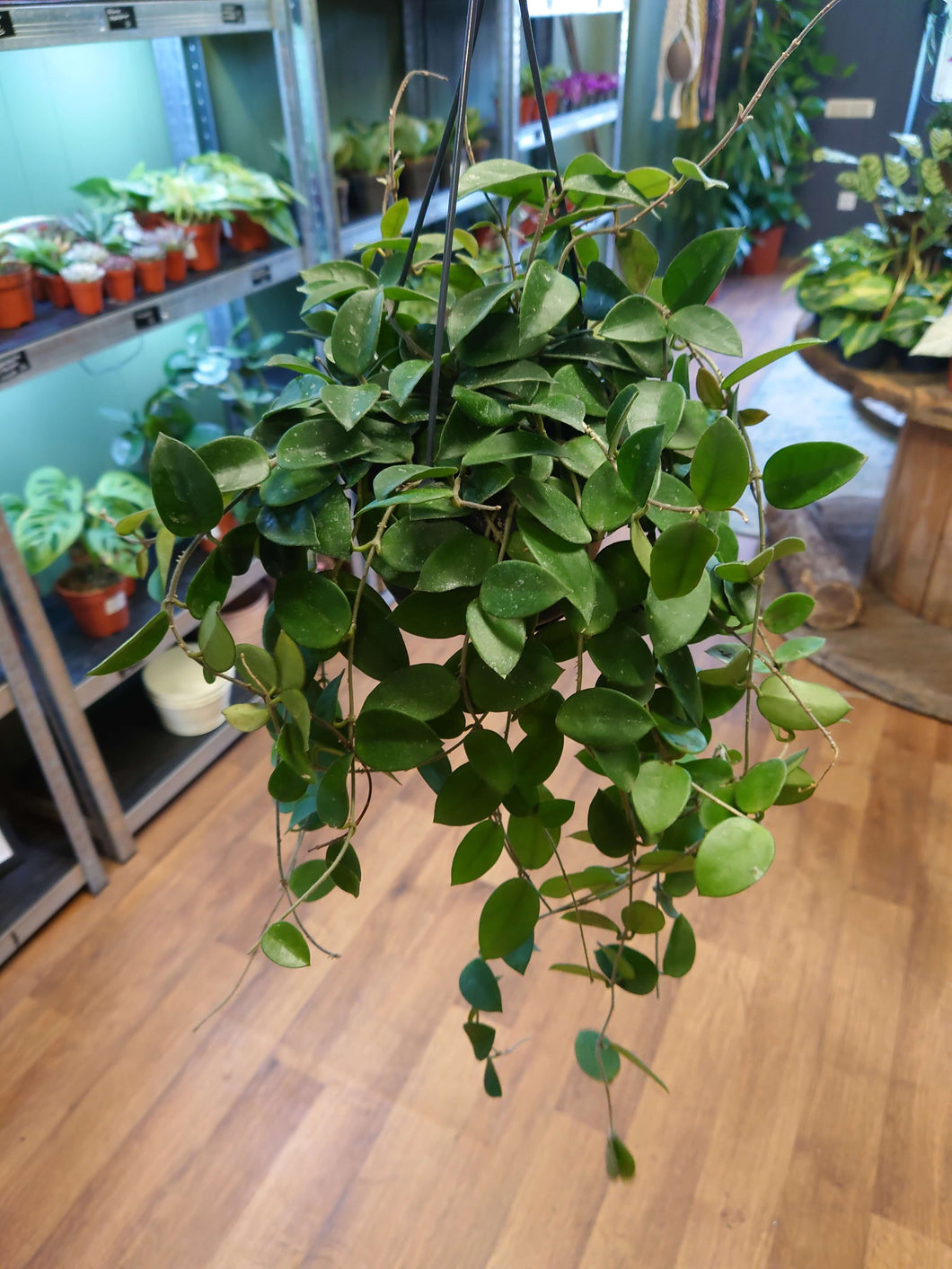 Hoya cv ‘Chouke’  Ø14m 40cm