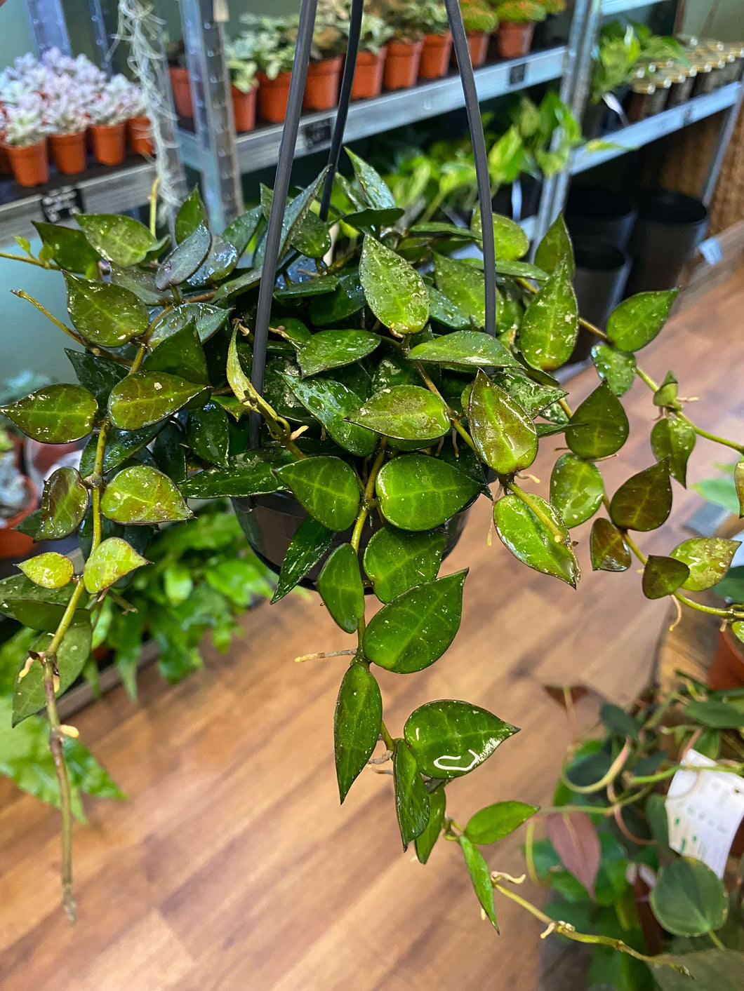 Hoya lacunosa Ø10cm 15cm