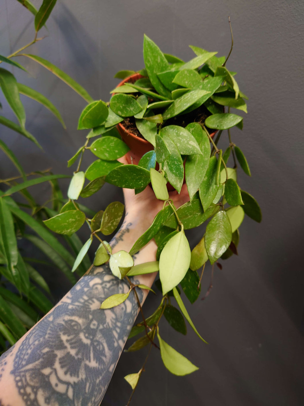 Hoya memoria (syn gracillis) Ø12cm 25cm