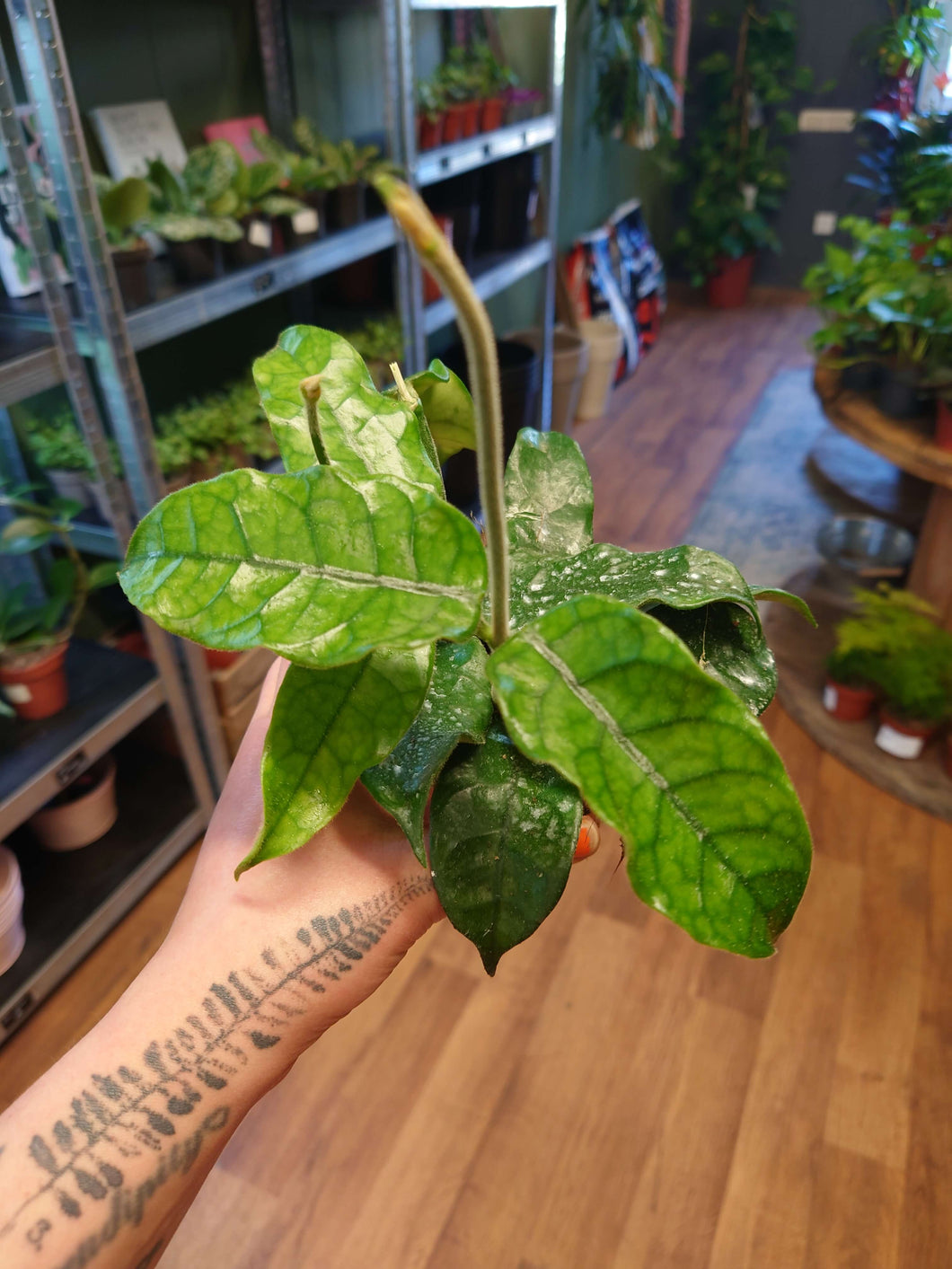 Hoya villosa Ø10.5cm 15cm