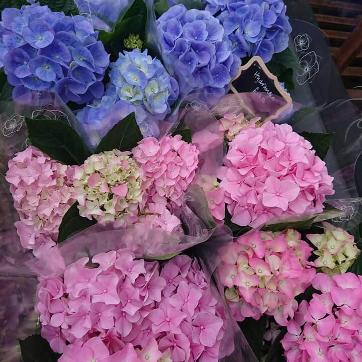Hydrangea macrophylla mix Ø13cm 35cm