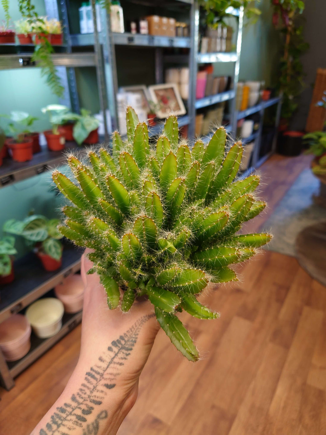 Selenicereus undatus (syn Hylocereus) - Ø10.5cm 15cm