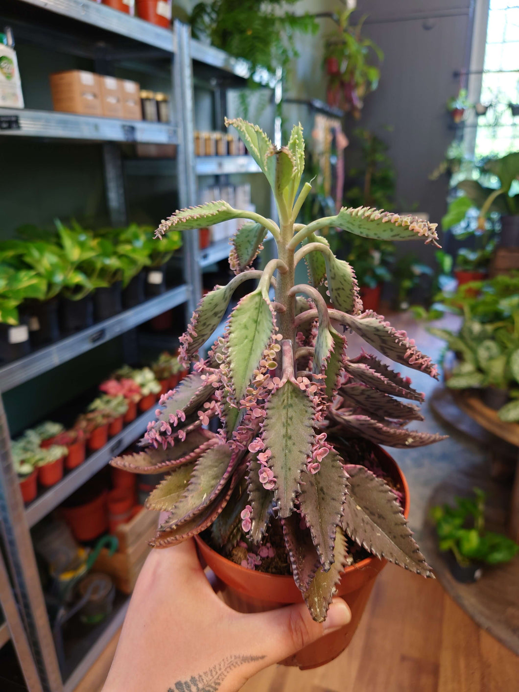 Kalanchoe daigremontiana ‘Pink Butterfly’ Ø12cm 22cm