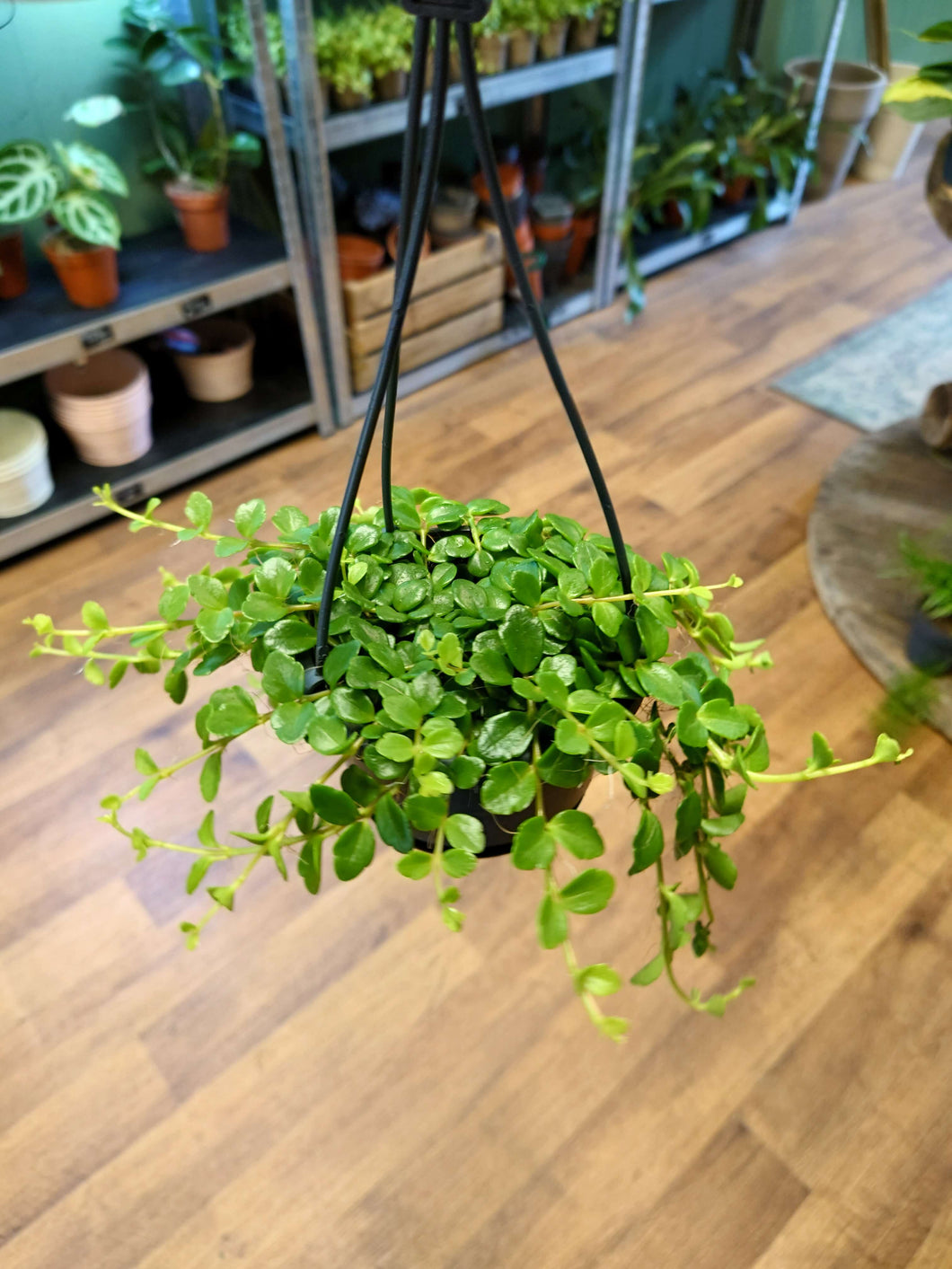 Kalanchoe manginii Ø10.5cm 30cm
