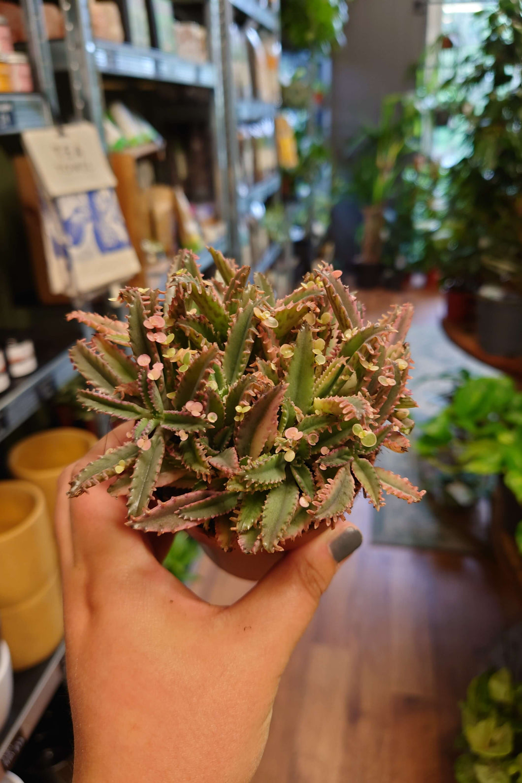 Kalanchoe Delagoensis x Daigremontiana ‘Pink Butterflies’ Ø8.5cm 10cm