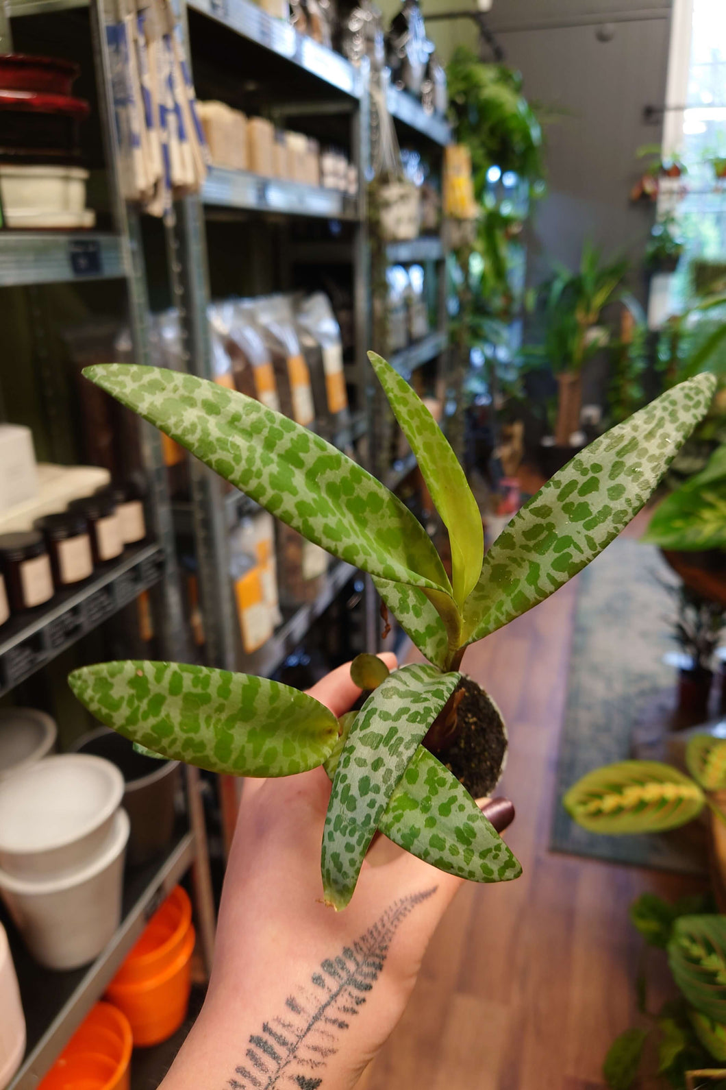 Ledebouria socialis Ø6cm 11cm