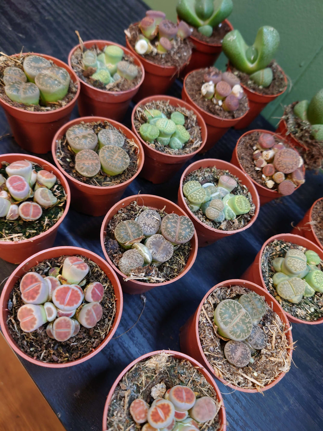 Lithops - ‘Living Stones’ Ø5.5cm 8cm
