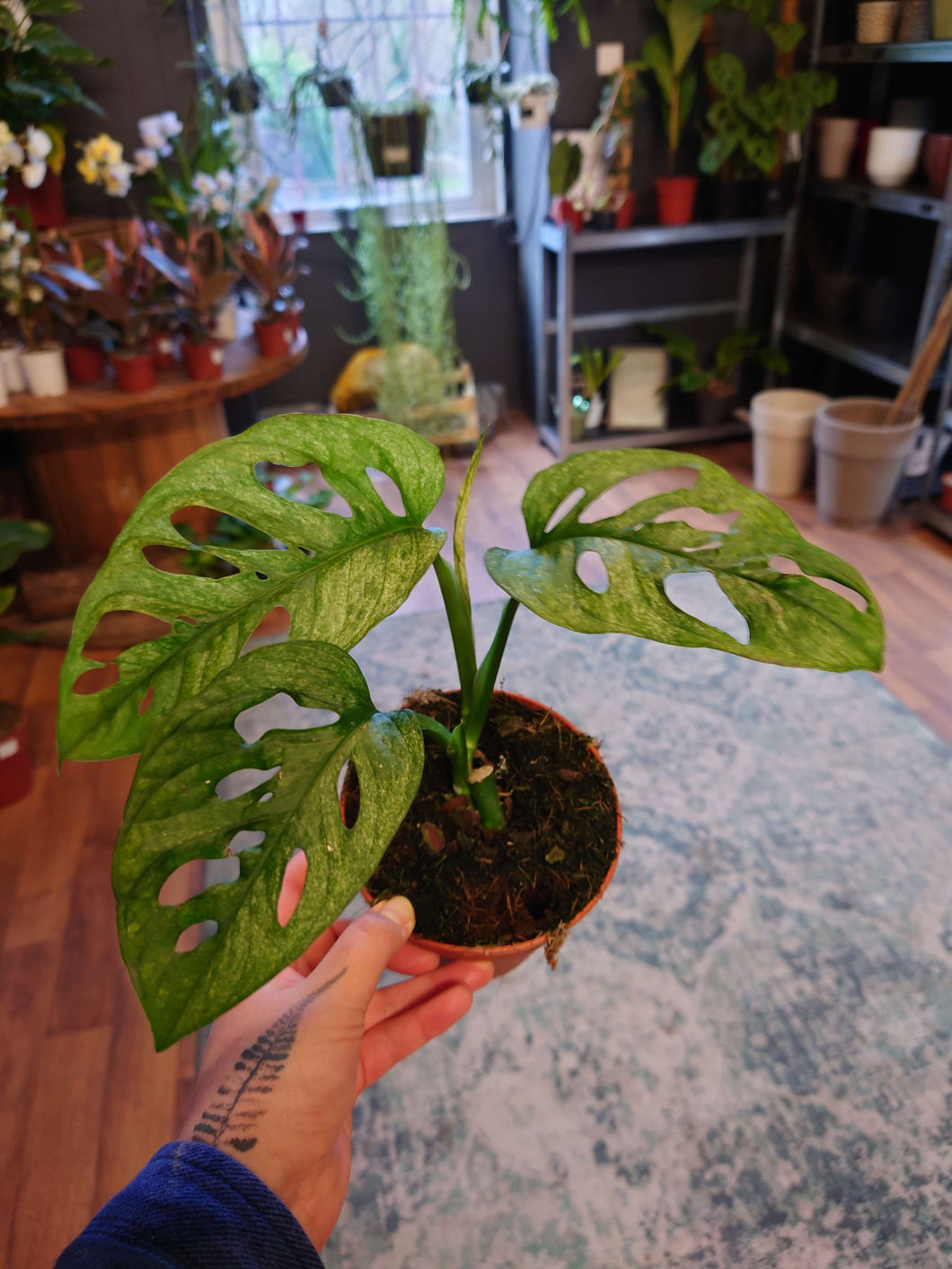 Monstera adansonii ‘Mint’  Ø12cm 35cm