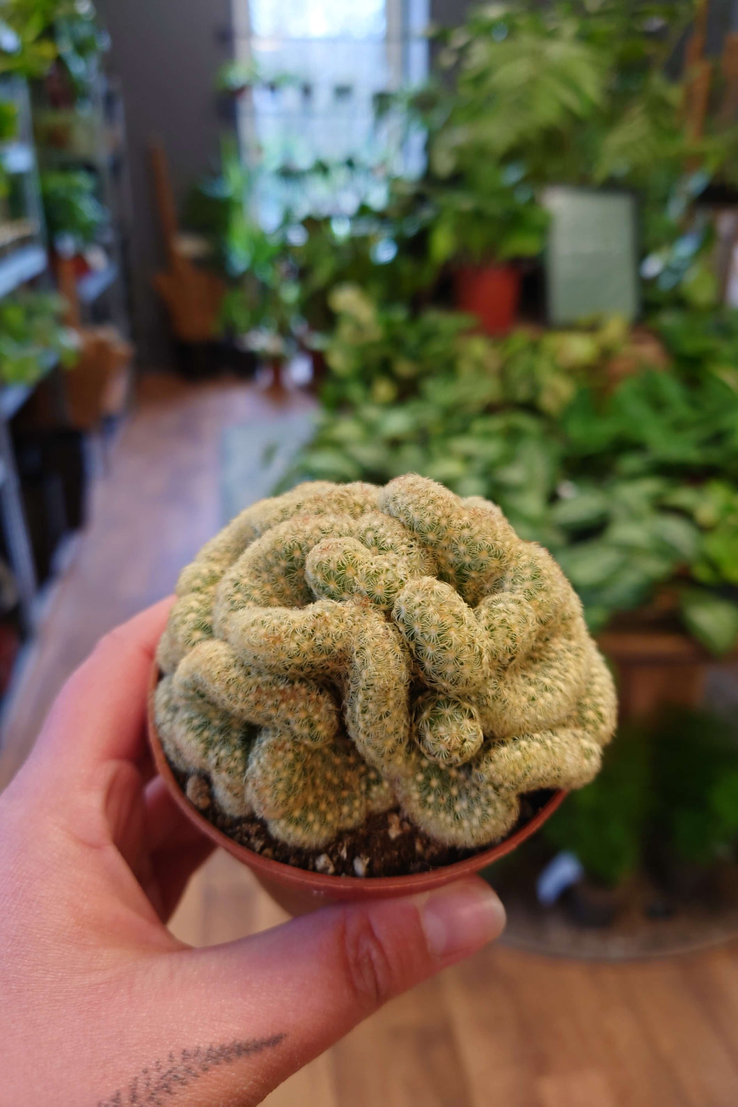Mammilaria elongata Cristata - Brain Cactus Ø8.5cm 15cm