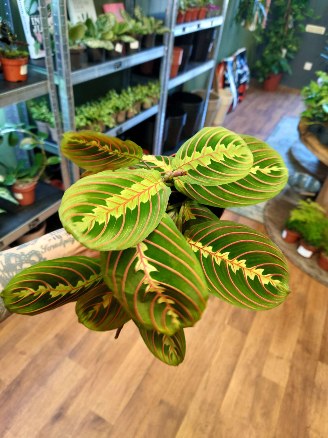 Maranta leuconeura ‘fascinator’ - Ø12cm 40cm
