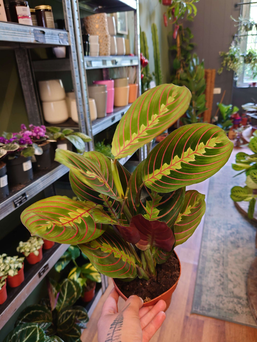 Maranta leuconeura ‘Fascinator’ - Ø12cm 40cm