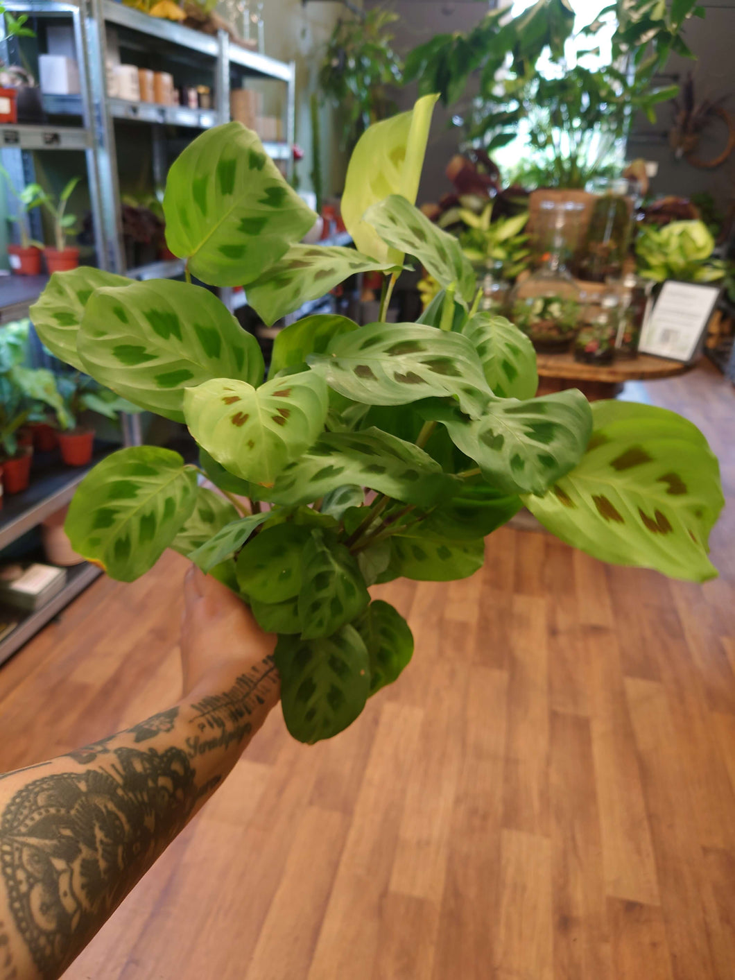 Maranta Leuconeura var kerchoveana  Ø12cm 38cm