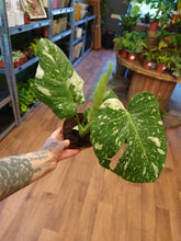 Load image into Gallery viewer, Monstera deliciosa ‘Thai Constellation’ Ø12cm 30cm
