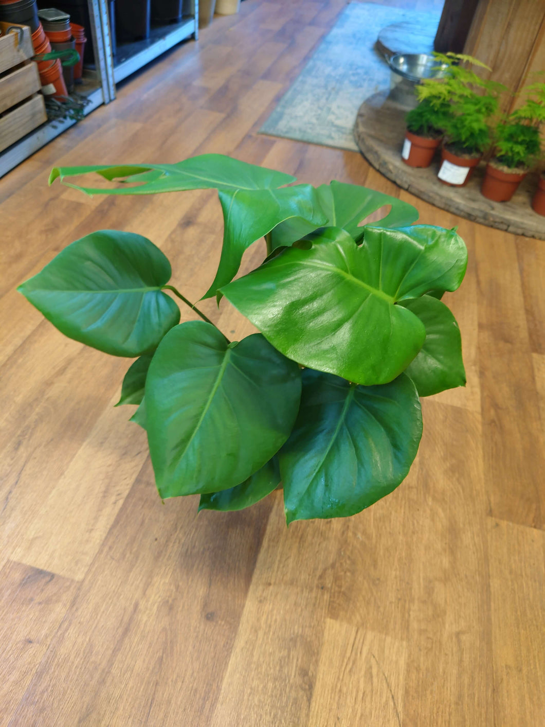 Monstera deliciosa – Swiss Cheese Plant Ø17cm 55cm