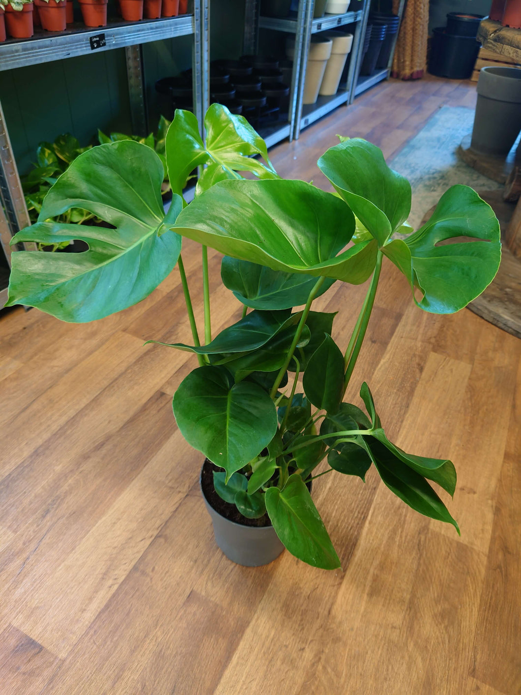 Monstera deliciosa – Swiss Cheese Plant Ø19cm 70cm