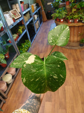 Load image into Gallery viewer, Monstera deliciosa ‘Thai Constellation’ Ø12cm 30cm
