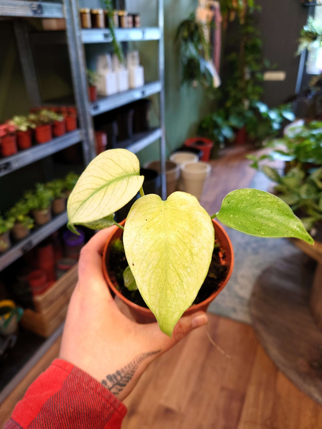 Monstera deliciosa ‘Mint’ Ø10.5cm 15cm