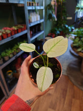 Load image into Gallery viewer, Monstera deliciosa ‘Mint’ Ø10.5cm 15cm
