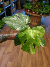 Load image into Gallery viewer, Monstera deliciosa ‘Thai Constellation’ Ø12cm 30cm
