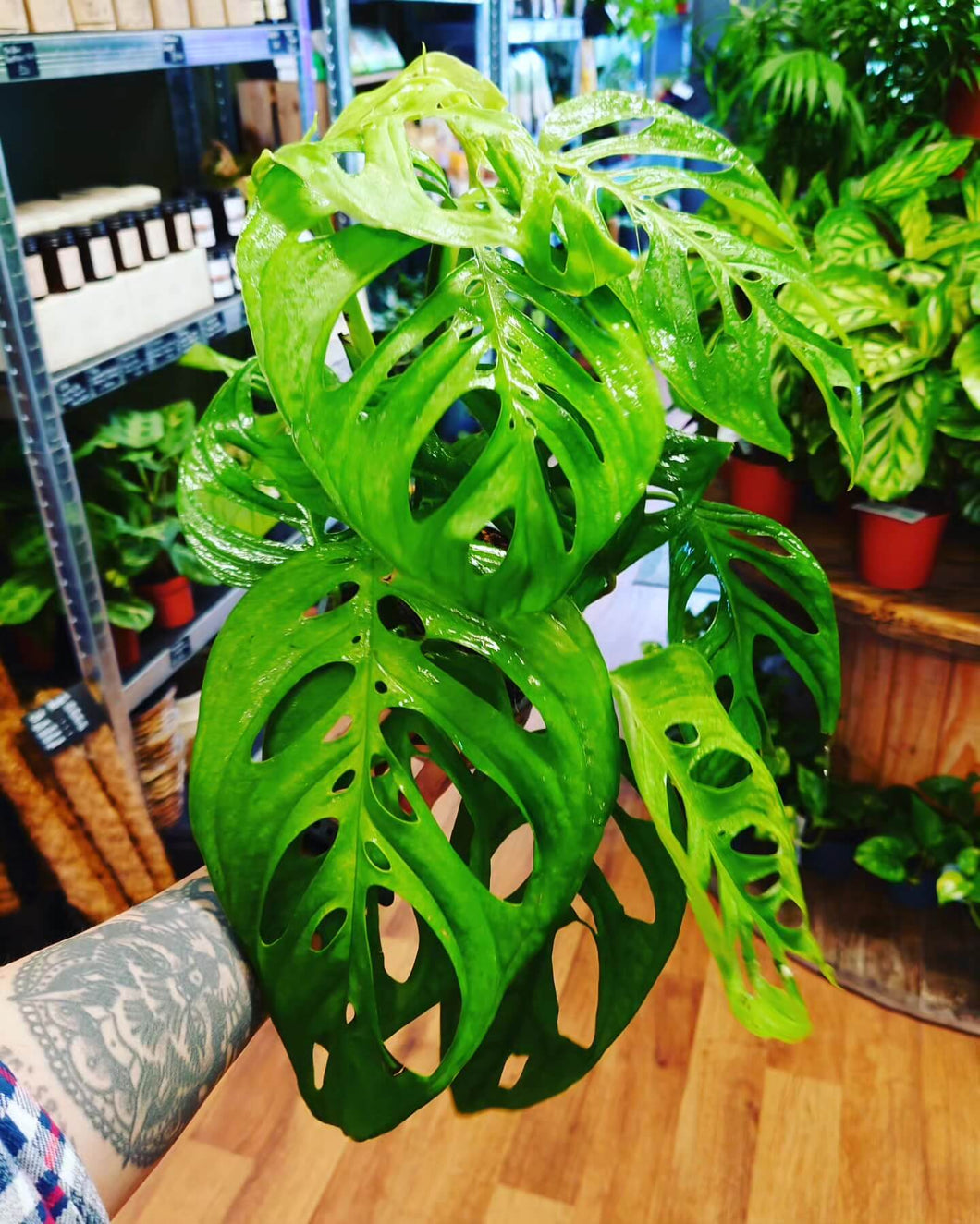 Monstera epipremnoides esqueleto Ø15cm 50cm