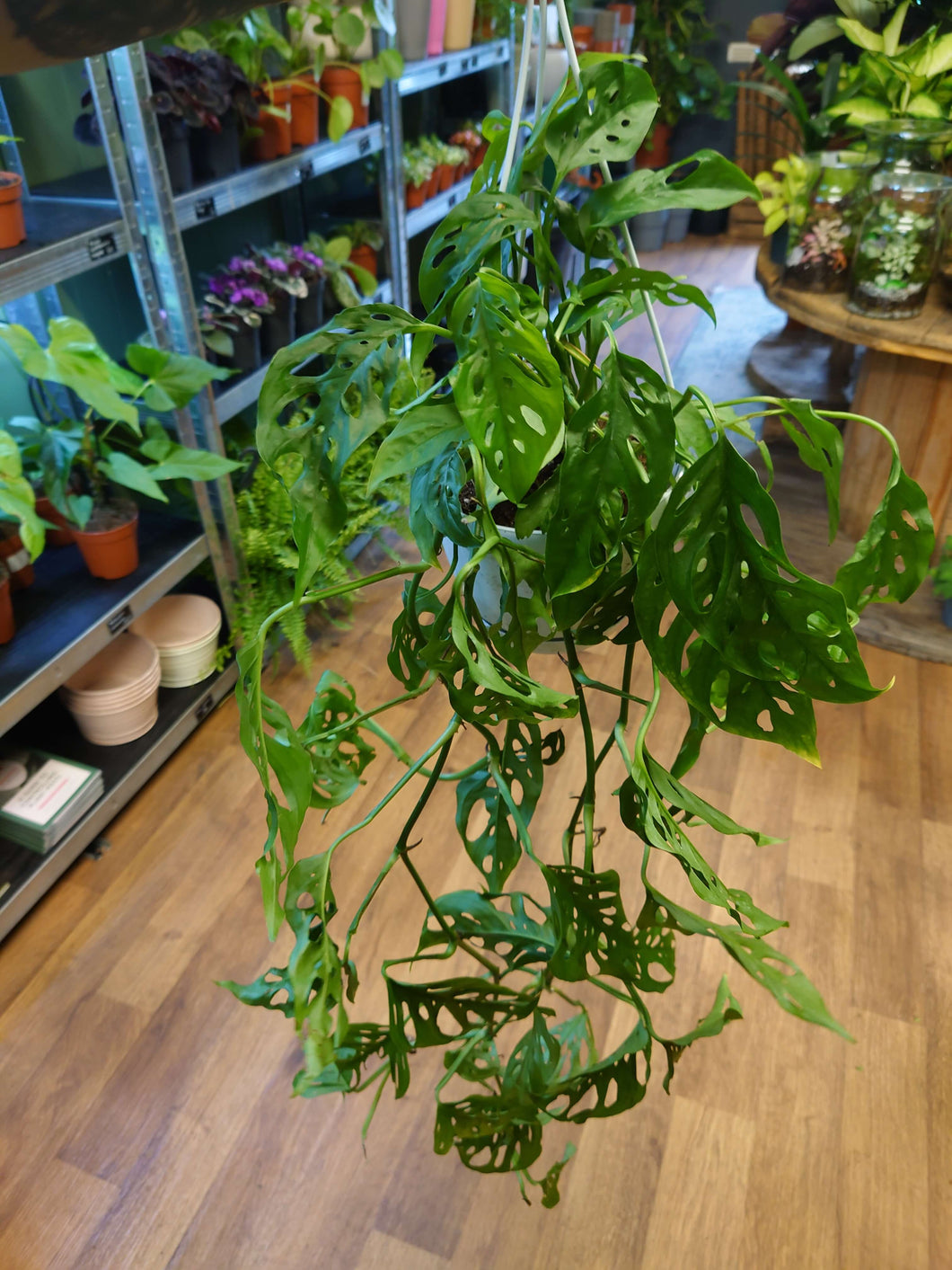 Monstera adansonii ssp laniata- Ø17cm 50cm