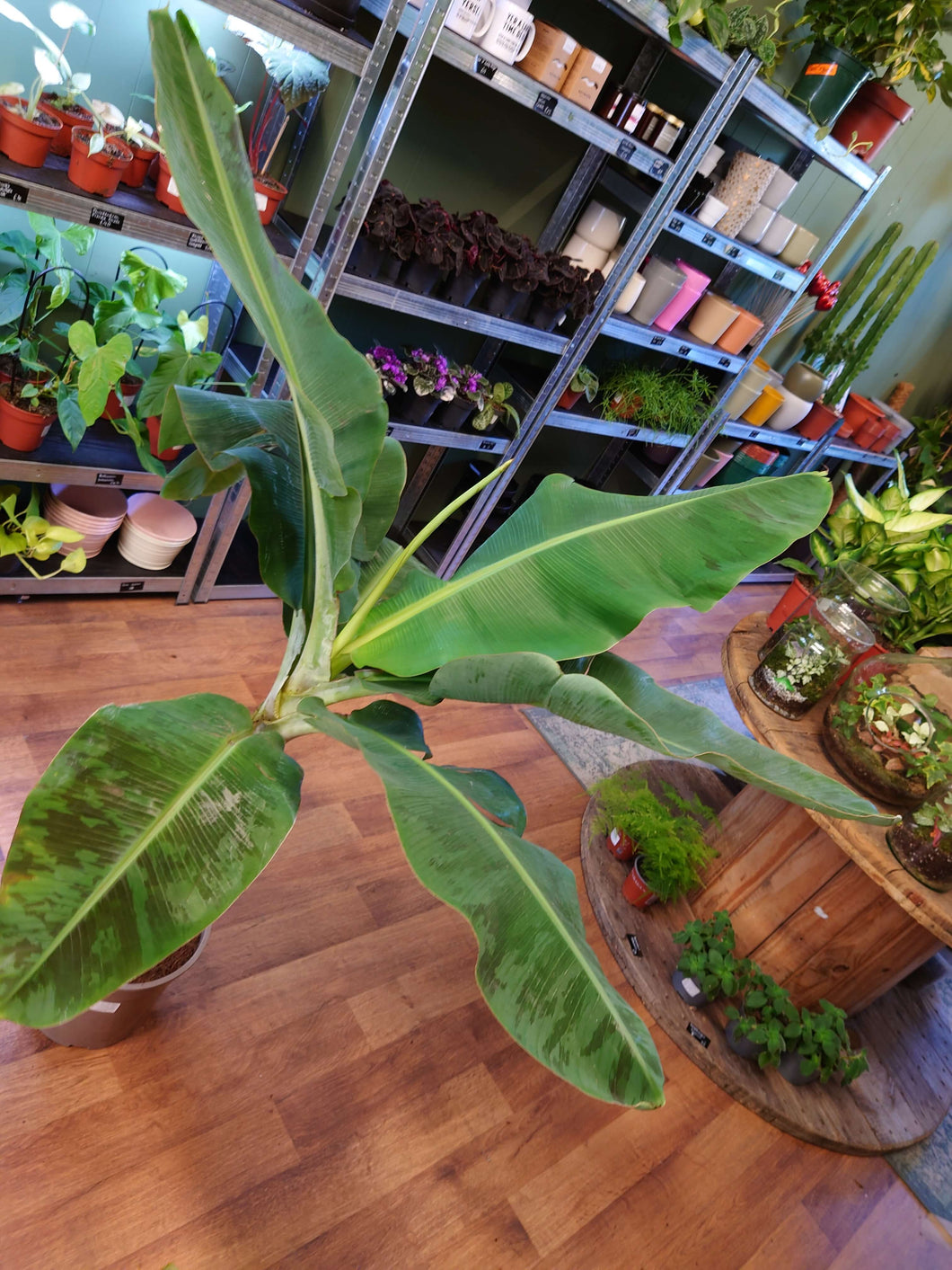 Musa acuminata ‘Dwarf Cavendish’  Ø27cm 140cm