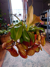 Load image into Gallery viewer, Nepenthes hybrid mix  – Monkey Jars Ø14cm 45cm
