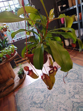 Load image into Gallery viewer, Nepenthes hybrid mix  – Monkey Jars Ø14cm 45cm
