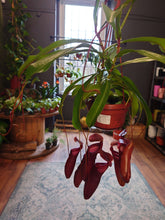 Load image into Gallery viewer, Nepenthes hybrid mix  – Monkey Jars Ø14cm 45cm
