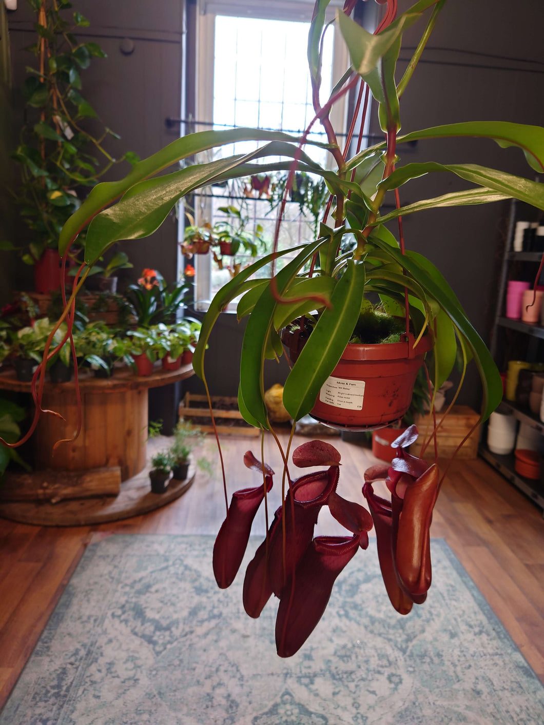 Nepenthes hybrid mix  – Monkey Jars Ø14cm 45cm