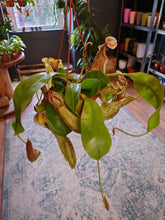Load image into Gallery viewer, Nepenthes hybrid mix  – Monkey Jars Ø14cm 45cm
