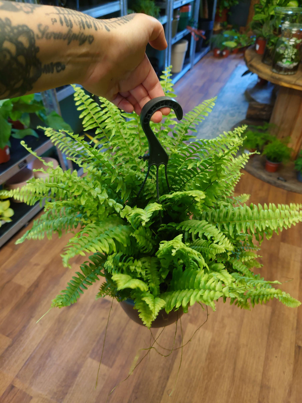 Nephrolepis exalta - ‘Green Moment’  Ø19cm 60cm
