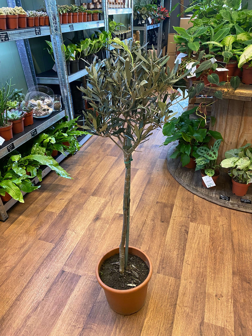 Olea europaea - Olive Tree Ø21cm 105cm