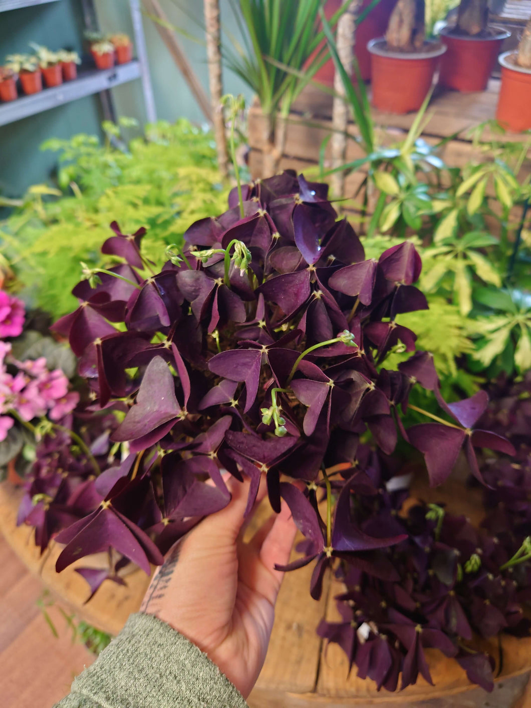 Oxalis triangularis mijke ikigai - Purple Shamrock ⌀ 12cm 20cm
