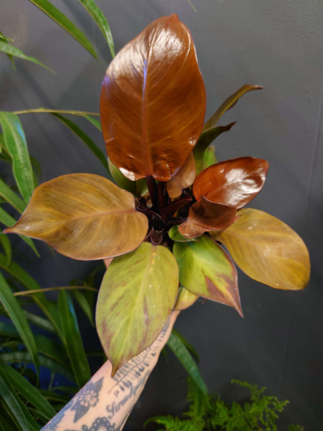 Philodendron x ‘Mcolley’s Finale’’ Ø12cm 30cm