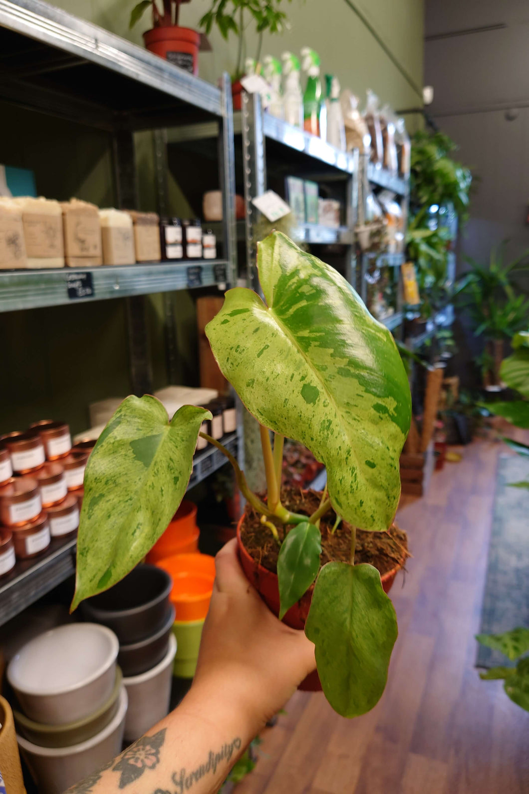 Philodendron ‘Paraiso Verde’ 12Ø 35cm