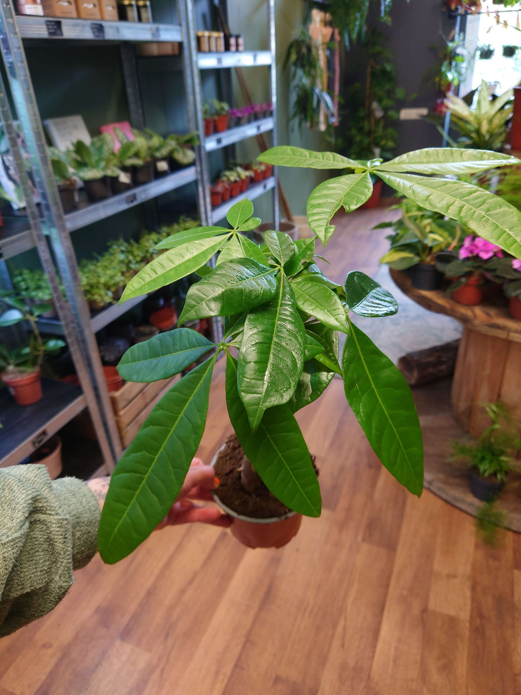 Pachira aquatica - Money Tree Ø12cm 40cm
