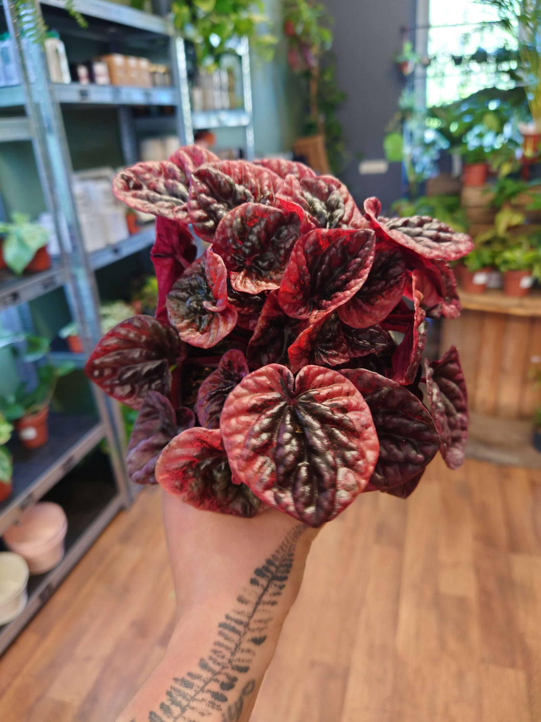 Peperomia caperata ‘Abricos’ Ø12cm 30cm