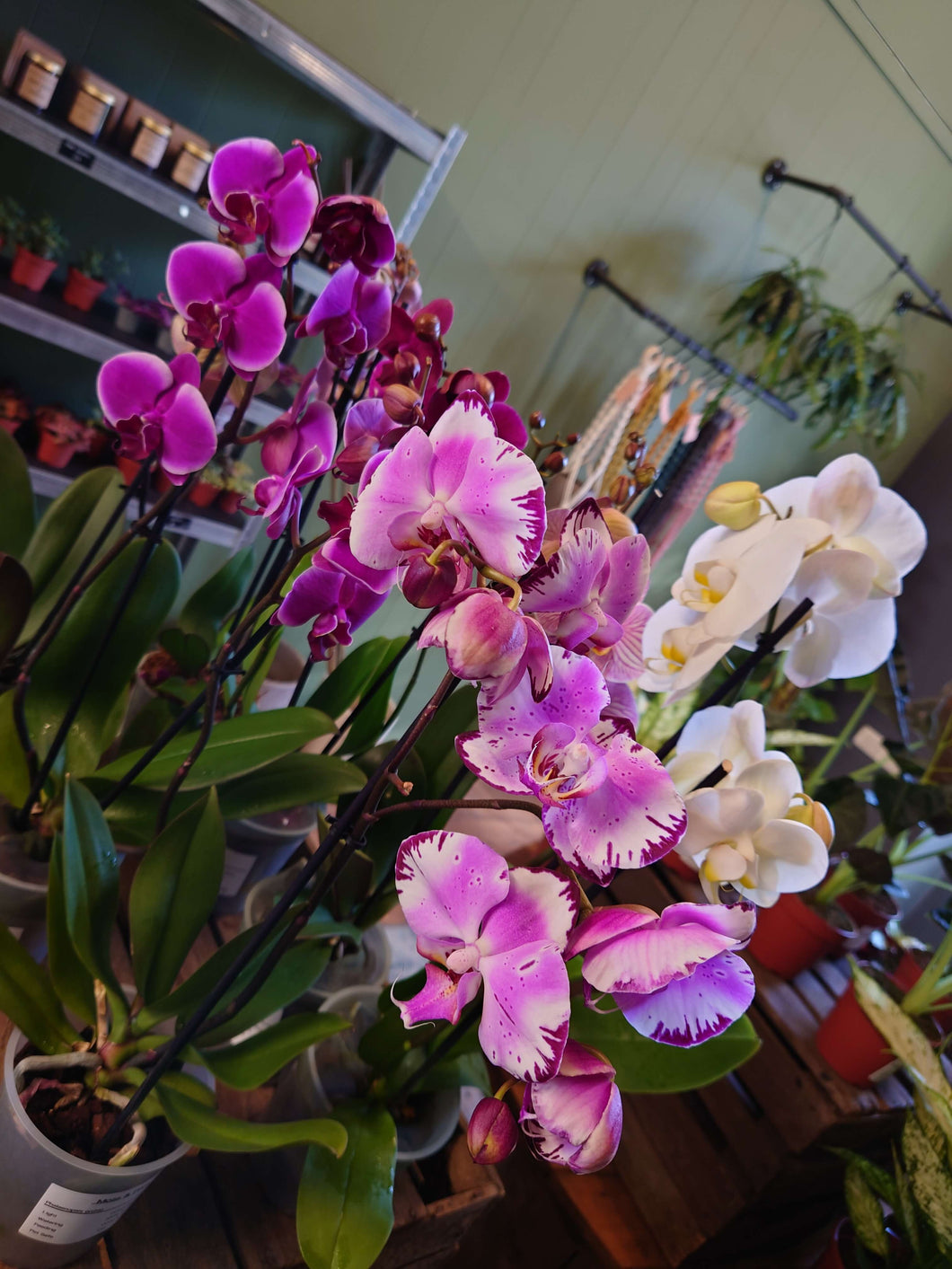 Phalaenopsis Orchid mix Ø12cm 45cm