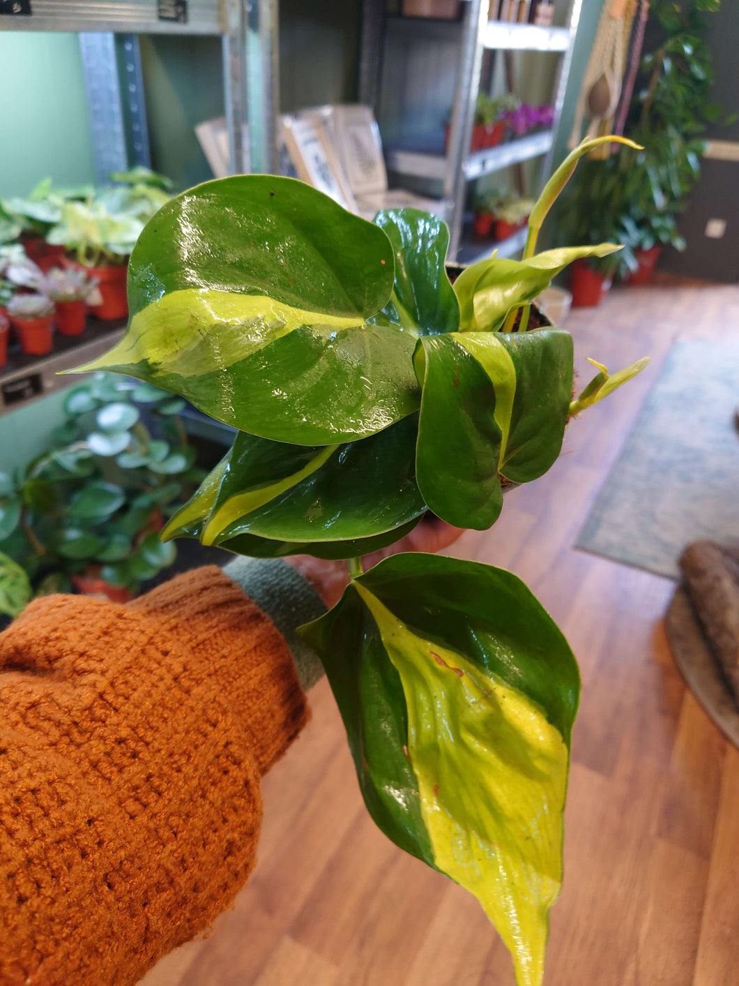 Philodendron hederaceum scandens ‘Brasil’ Ø12cm 25cm