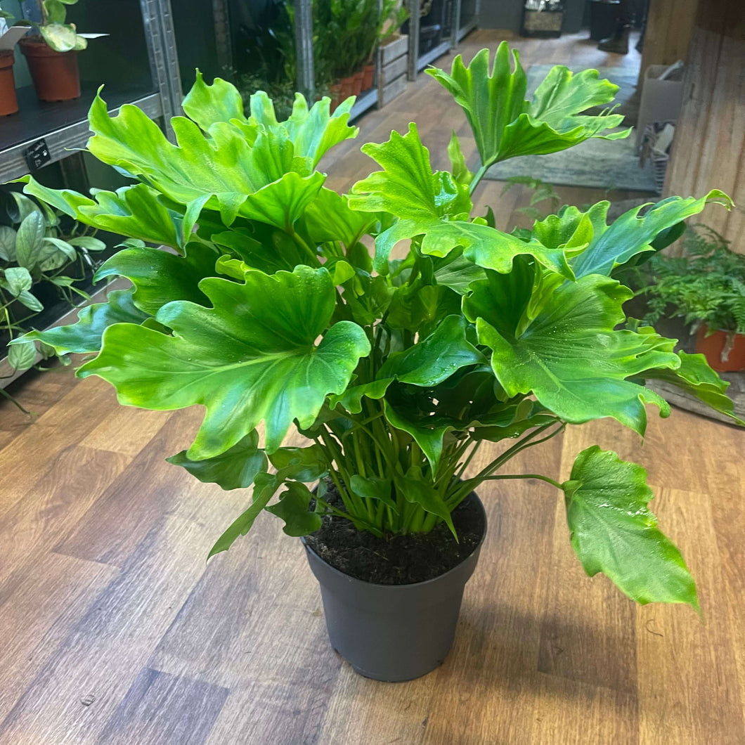 Philodendron bipinnatifidum ‘Little Hope’ Ø21cm 65cm
