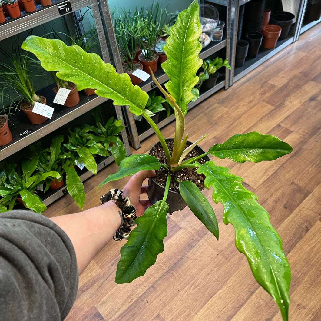 Philodendron ‘Narrow Escape’ Ø14cm 45cm