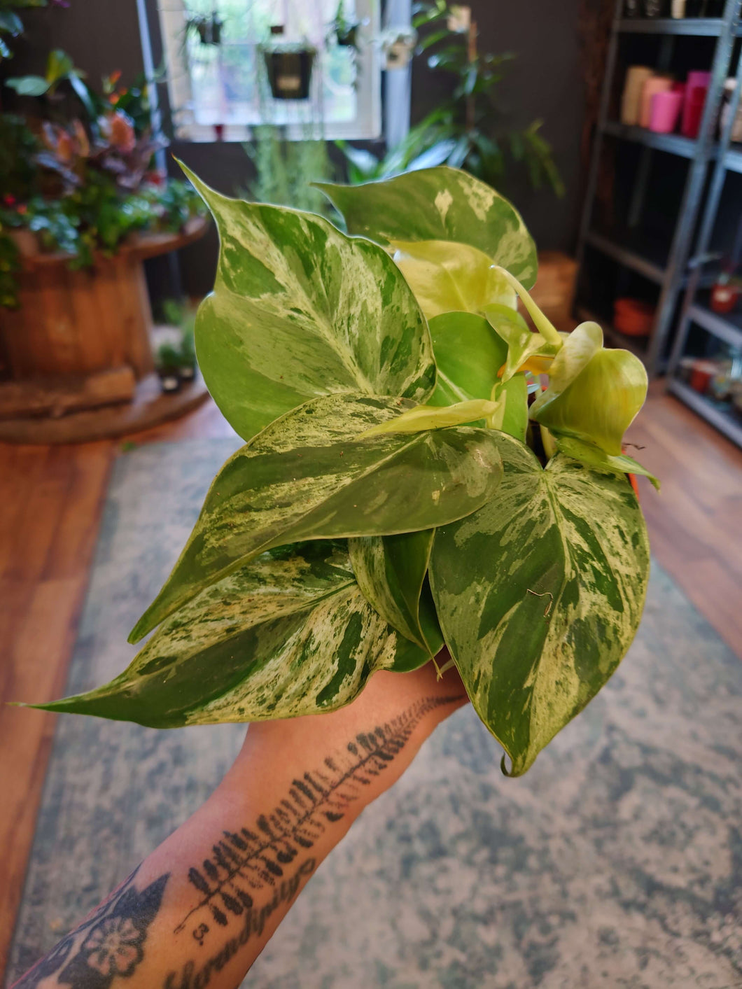 Philodendron hederaceum oxycardium variegated Ø10.5cm 15cm