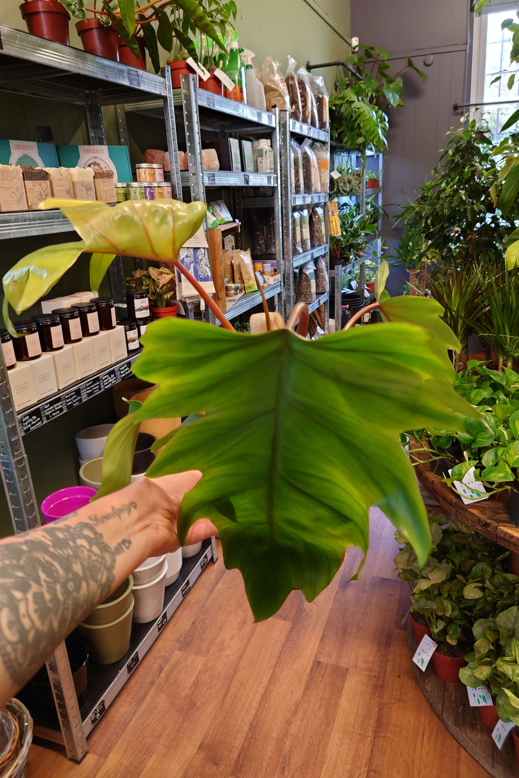 Philodendron mayoi  Ø15cm 35cm