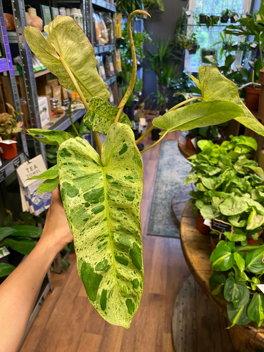 Philodendron ‘Paraiso Verde’ Variegata 12Ø 30cm