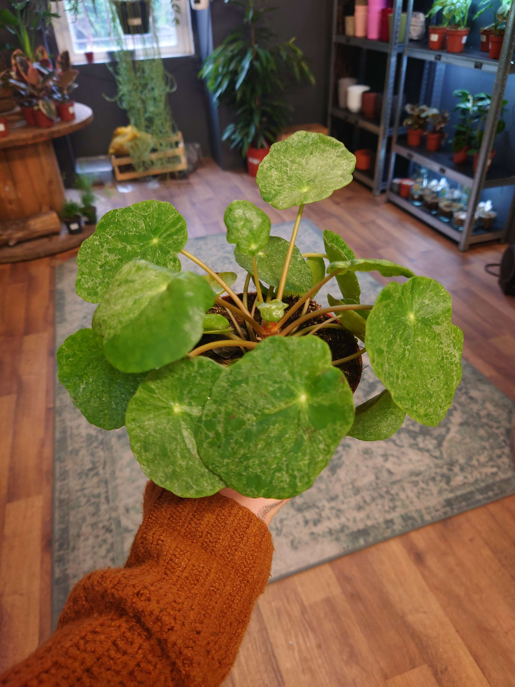 Pilea peperomioides – ‘Sugar’ Ø13cm 25cm