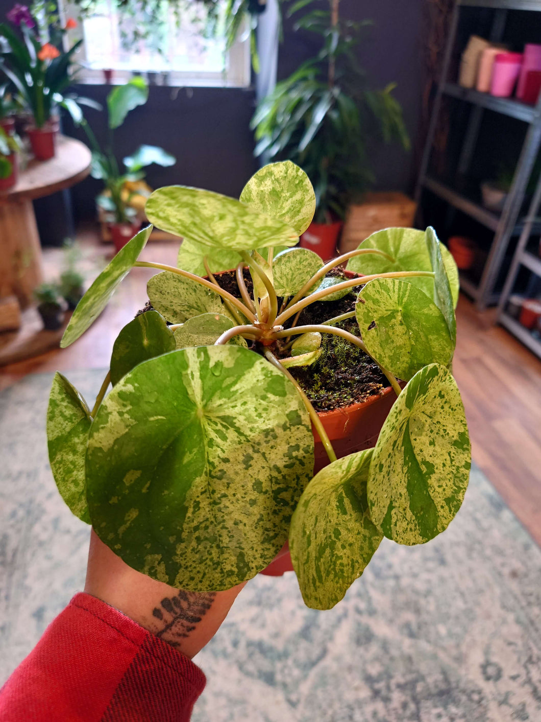 Pilea peperomioides – ‘Mojito’ Ø13cm 25cm